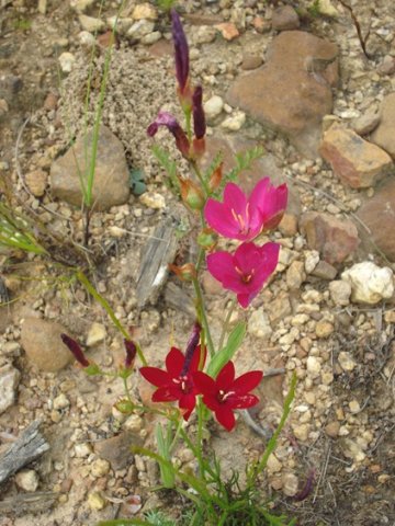 Geissorhiza erosa colour change